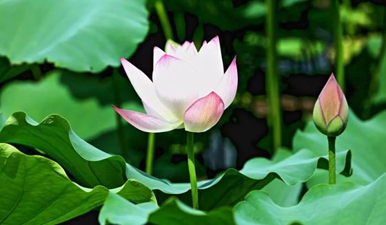 為什么荷花能生活在水中?