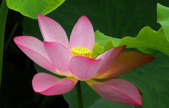 為什么荷花能生活在水中?