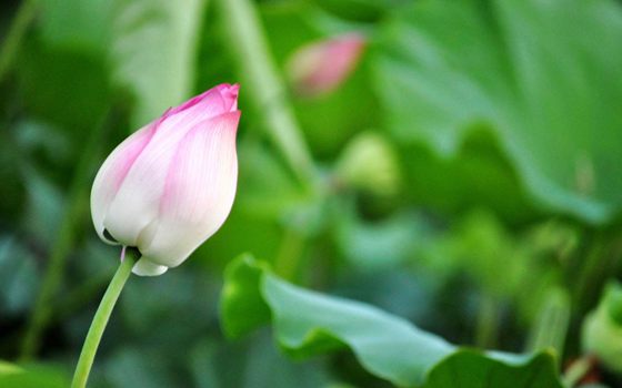 為什么荷花能生活在水中?