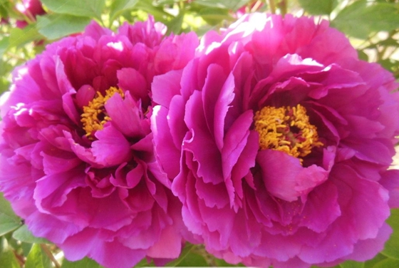 為什么牡丹被稱為花中之王?