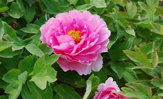 為什么牡丹被稱為花中之王?