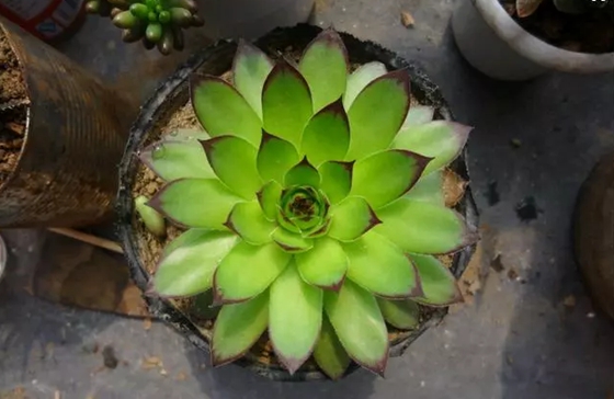 為什么有的植物會翻身