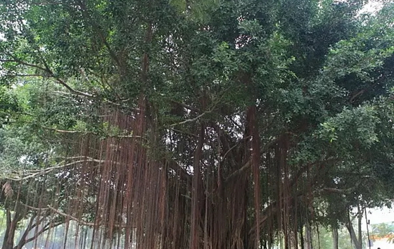 植物為什么能預測地震