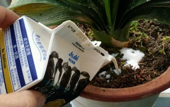 為什么夏天中午不能澆花,如何澆花才科學