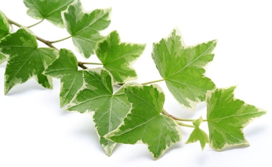 為什么有的樹葉像手掌