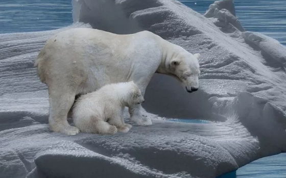南極和北極有植物嗎?