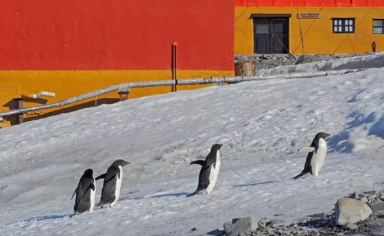 南極和北極有植物嗎?