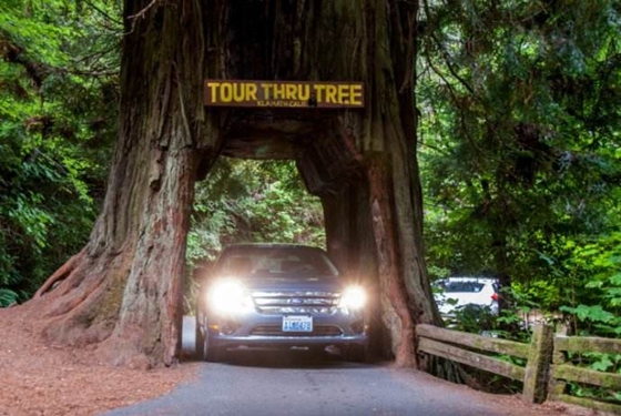 世界上最古老的樹是什么,樹齡最長的樹有多少年