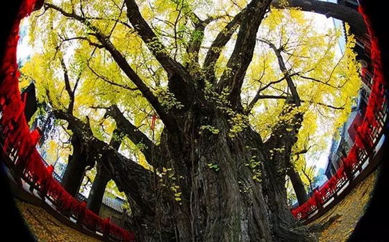 銀杏樹為什么那么珍貴,為什么說銀杏樹是活化石