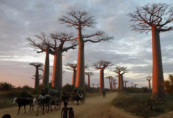 為什么說猴面包樹是生命之樹