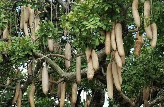 為什么說猴面包樹是生命之樹