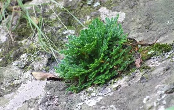 卷柏為什么有九死還魂的本領(lǐng)