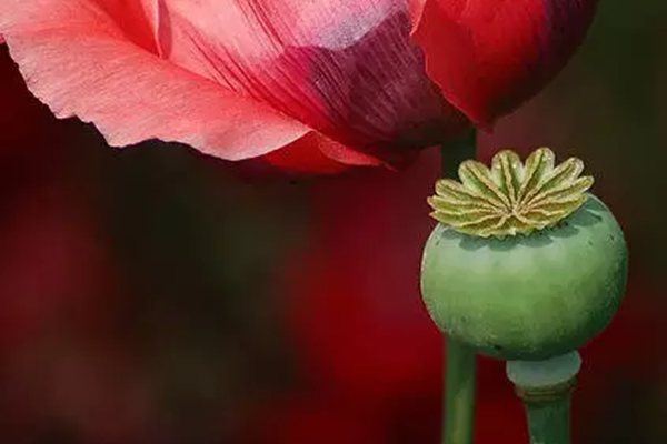 罌粟怎么讀拼音是什么,罌粟是什么,罌粟長什么樣