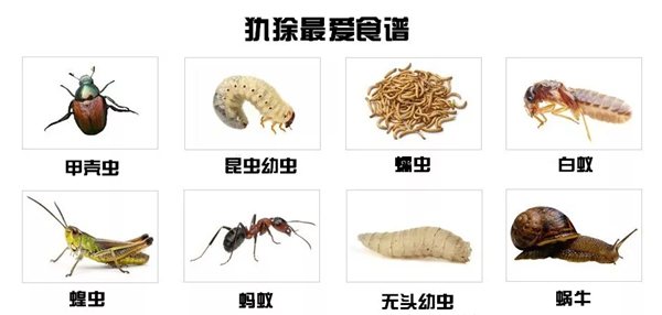 犰狳怎么讀,犰狳是什么動物,犰狳為什么有麻風病
