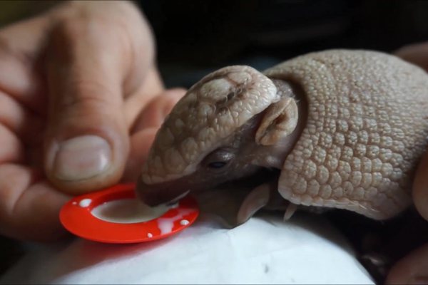 犰狳怎么讀,犰狳是什么動物,犰狳為什么有麻風病