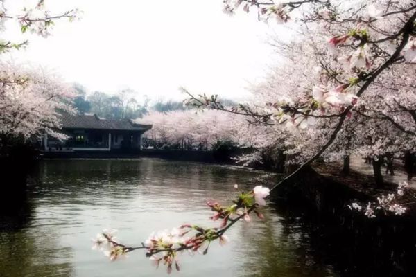 黿頭渚怎么讀拼音是什么,無錫黿頭渚是什么地方