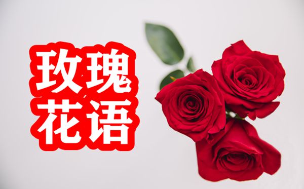 玫瑰的花語(yǔ)是什么,玫瑰花的花語(yǔ)大全
