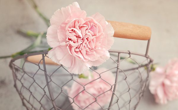 康乃馨的花語(yǔ)是什么,康乃馨的花語(yǔ)大全