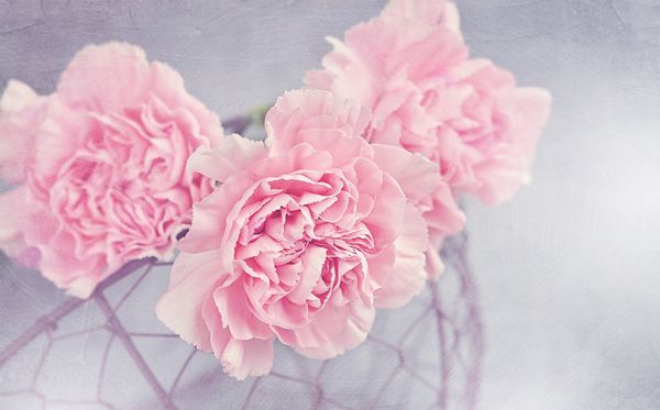 康乃馨的花語(yǔ)是什么,康乃馨的花語(yǔ)大全