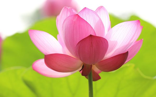 蓮花的花語是什么,蓮花花語大全