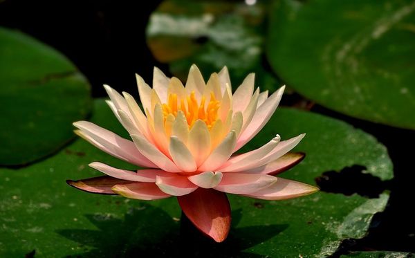 蓮花的花語是什么,蓮花花語大全