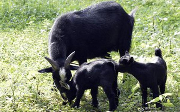 臨朐怎么讀,臨朐的讀音是什么,臨朐屬于哪個市