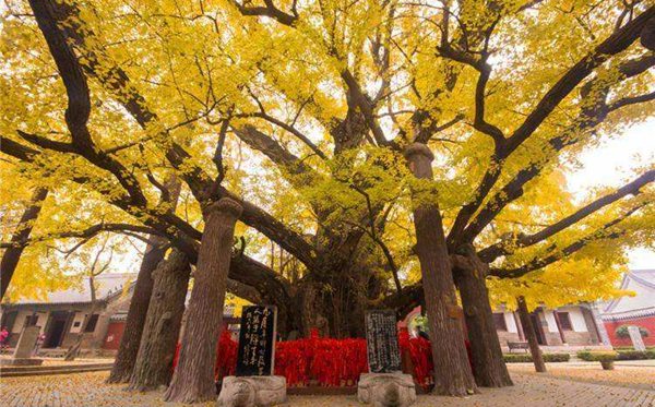 莒縣怎么讀,莒縣的拼音是什么,莒縣屬于哪個(gè)市