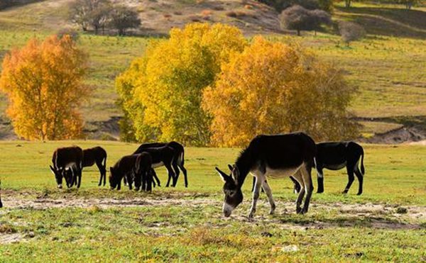 東阿怎么讀,東阿的拼音是什么,阿膠的作用與功效?