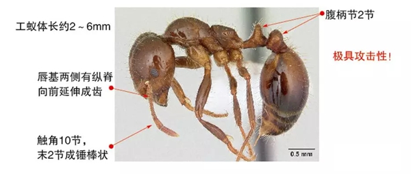 如何區(qū)分紅火蟻,紅火蟻有毒嗎,被咬了怎么辦