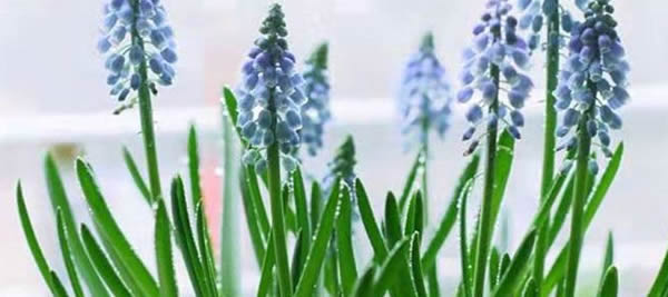 葡萄風信子花語