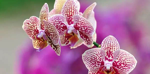 蝴蝶蘭的花語(yǔ)