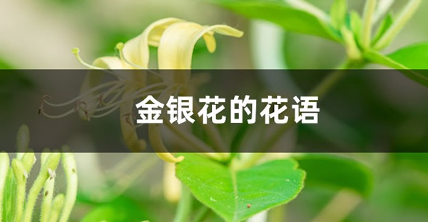 金銀花的花語