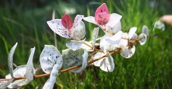 花葉絡(luò)石的花語