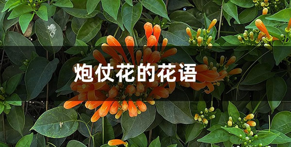 炮仗花的花語