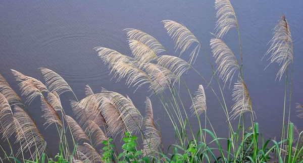 蘆葦的寓意和象征