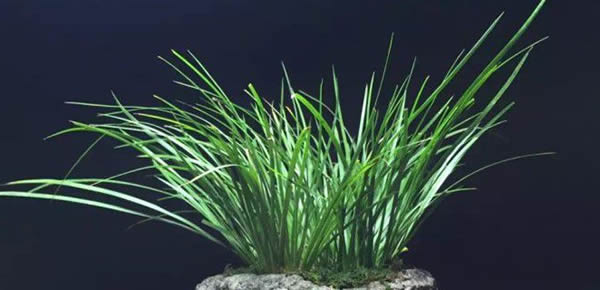 菖蒲的花語和寓意