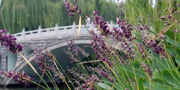 再力花的花語和寓意