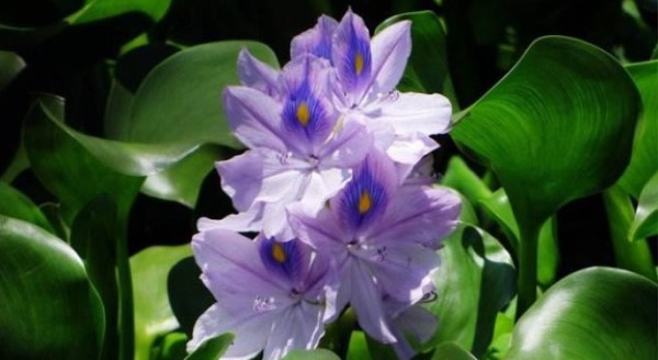 鳳眼藍的花語和寓意