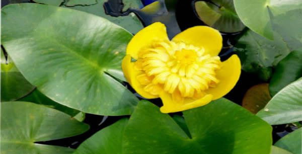 萍逢草的花語(yǔ)和寓意