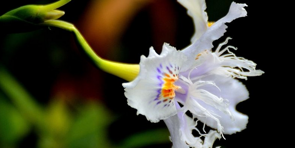 獨(dú)占春花語和寓意