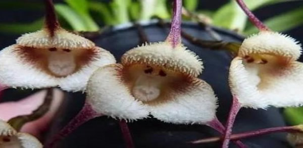 猴面小龍蘭的花語