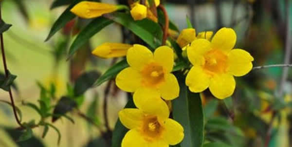 法國香水花的花語