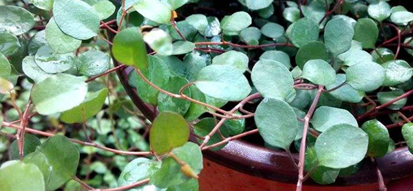 千葉吊蘭的花語