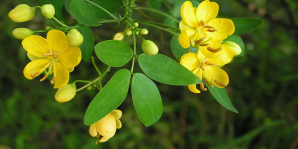 黃淮決明的花語