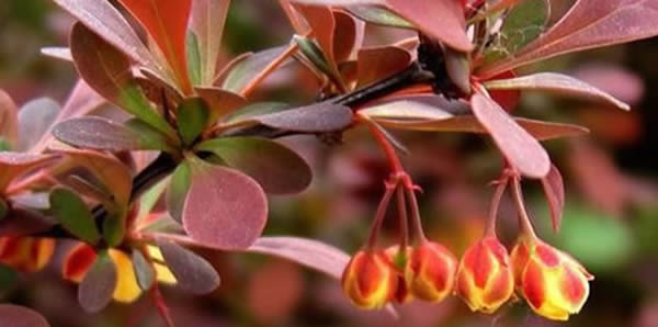 紫葉小檗的花語