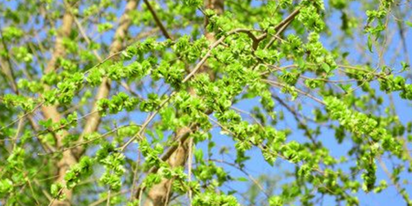 榆樹的寓意和象征