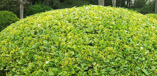 黃楊樹的寓意和象征