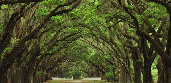 橡樹的寓意和象征