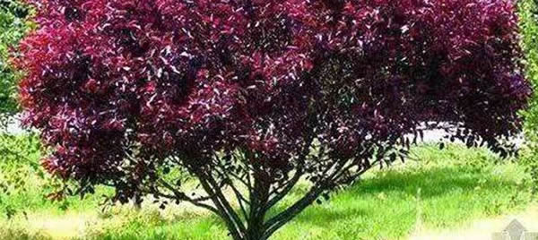 紫葉矮櫻的花語(yǔ)