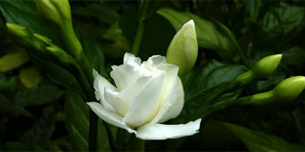 狗牙花的花語(yǔ)